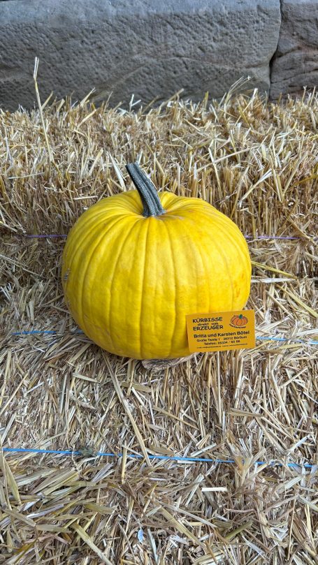 Mellow Yellow gelber runder Kürbis auf Stroh
