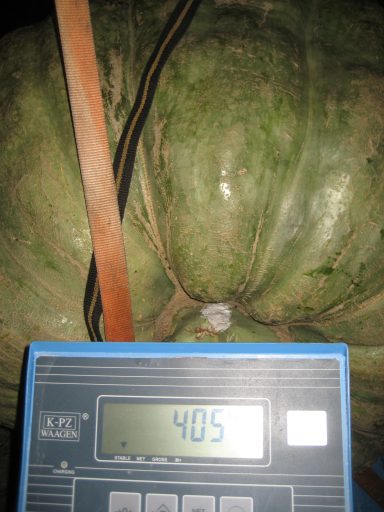 ein grüner Riesenkürbis auf einer Waage, sie zeigt das Gewicht von 405 kg