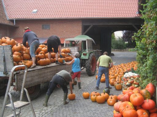 5 Menschen, die orange Kürbisse von der Erde auf einen Anhänger packen