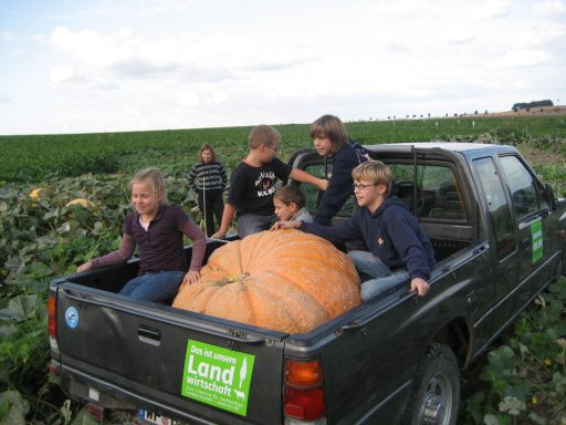 fünf Kinder mit einem Riesenkürbis auf der Ladefläche eines Pick-Ups inmitten eines Kürbisfeldes