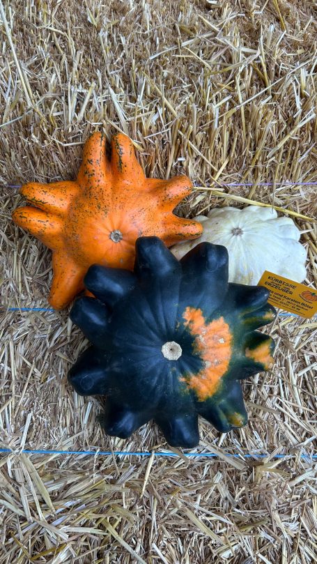 Patisson Sternenförmige Kürbisse in weiß, orange und dunkelgrün