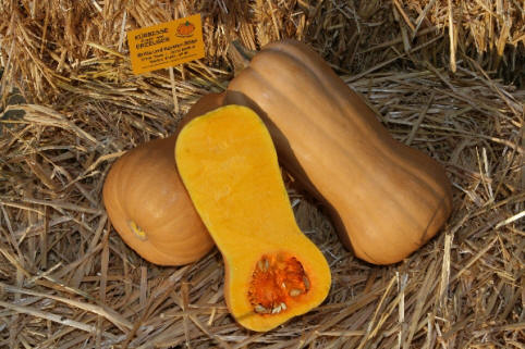 Mathilda- Butternuss aufgeschnittener Kürbis, birnenförmig mit sehr langem Hals, Hals ist massives Fruchtfleisch, die Samenhöhle ist nur im unteren dickeren Teil