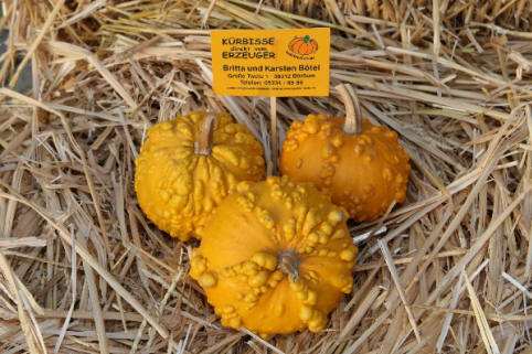 Warze orange gelb organgfarbige Kürbisse, faustgroße mit gelben Warzen