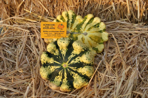 Patisson jaune panache Patissonkürbis, flachrund mit wulstigem Rand, beige grün gestreift