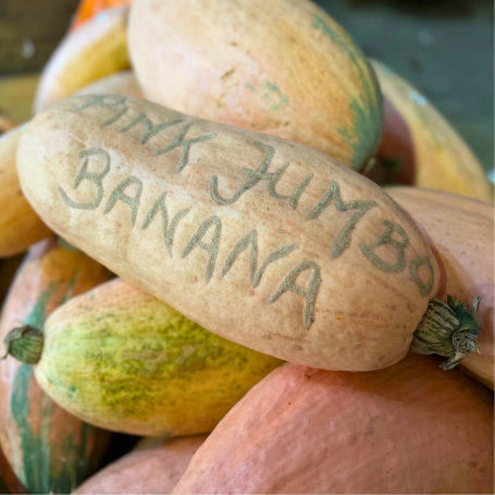 Pink Jumbo Banana Kürbisse lang, ca. 40-60 cm, oval mit leicht spitzen Enden in hellrosa. Ein Exemplar ist mit Pink Jumbo Banana beschriftet