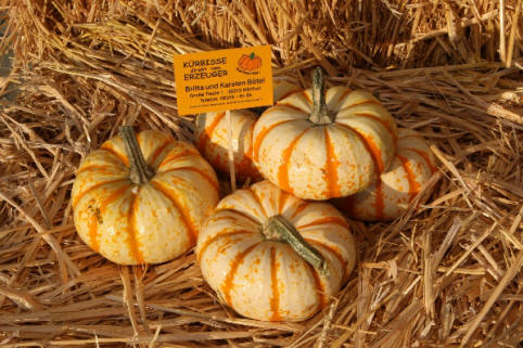 Lil Pumkemon - Mikrowellenkürbis 5 flachrunde, handflächengroße Kürbisse, beigefarbig mit orangen Streifen