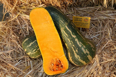 Barbara - Butternuss aufgeschnittener Kürbis, birnenförmig mit sehr langem Hals, Hals ist massives Fruchtfleisch, die Samenhöhle ist nur im unteren dickeren Teil