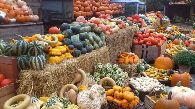 viele verschiedene Sorten Kürbisse auf landwirtschafltichen Anhängern und großen Strohballen und in Körben dekoriert