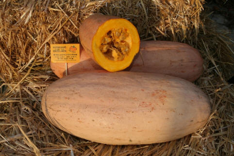 Pink Jumbo Banana drei Kürbisse, lang, ca. 40-60 cm, oval mit leicht spitzen Enden in hellrosa. Ein Exemplar aufgeschnitten zeigt oranges Fruchtfleisch