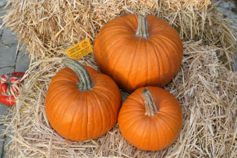 Racer Drei orange Halloweenkürbisse unterschiedlicher Größen