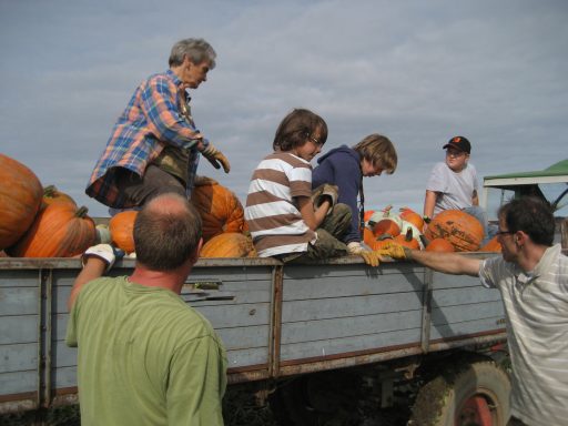 zwei Kinder und zwei Erwachsenen auf einem landwirtschaftlichen Gummiwagen beim Aufladen von Kürbissen. Zwei Männer reichen sie von unten an