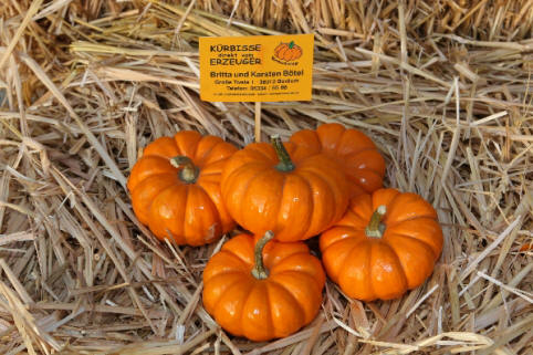 Jack be little - Mikrowellenkürbis 5 orange, flachrunde, gerippte Kürbisse, ca. 8 cm Durchmesser