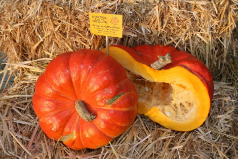 Rouge Vif d`Etampes roter, flachrunder, leicht gerippter Kürbis