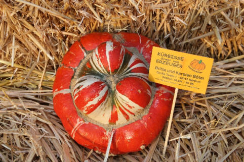 Bischofsmütze Kürbis der Sorte Bischofsmütze, roter flachrunder Kürbis, aus der Mitte erhebt sich eine Auswuchtung