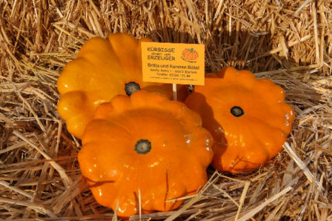 Patisson orange oranger flachrunder Kürbis mit welligem Rand