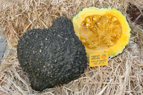 Green Hubbard wartedt dunkelgrüner Kürbis mit Warzen auf der gesamten Oberfläche, daneben das gleiche Exemplar halbiert, Fruchtfleisch orange