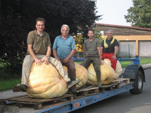 Vier Männer auf jeweils einem Riesenkürbis sitzend, diese liegen auf Tieflader